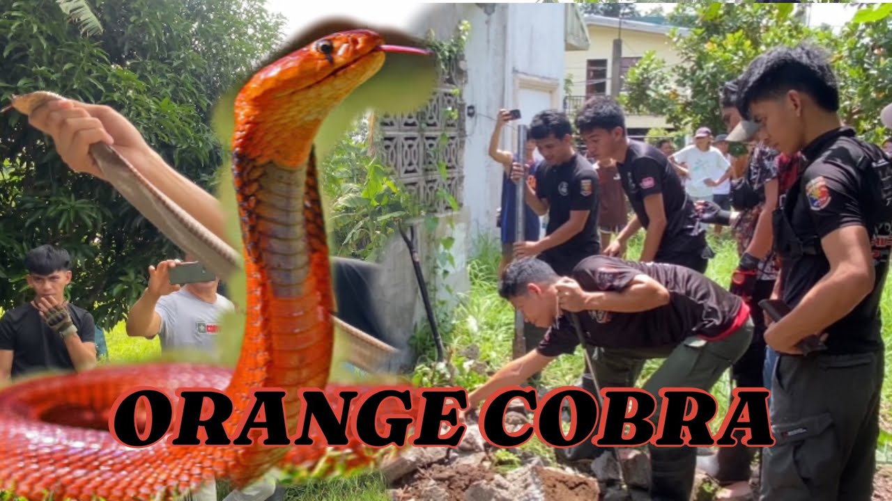 ORANGE COBRA NATAPAKAN NI NANAY MUNTIK NA MAKAGAT #cobraprince #cobrarescue