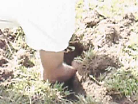 Bombing The Gopher