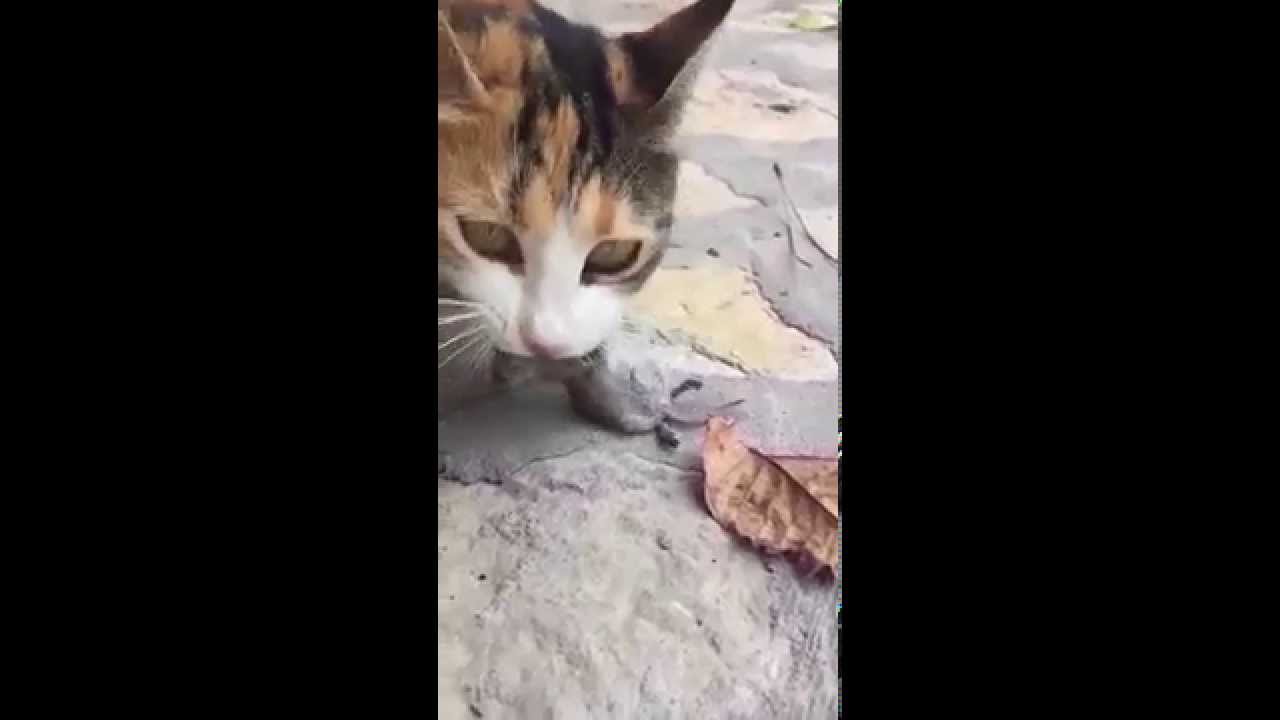 Cat eating mouse half alive YouTube