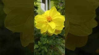 Download Lagu Bunga Dahlia Kuning MP3 Download Lagu Bunga Dahlia Kuning MP3