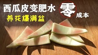 西瓜皮不要丟，漚成肥水，綠葉爆满盆  / How to Make Fertilizer with Watermelon Peel /【種菜養花 - 肥料】