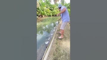 Catching mullet fish using bottle trap and flour