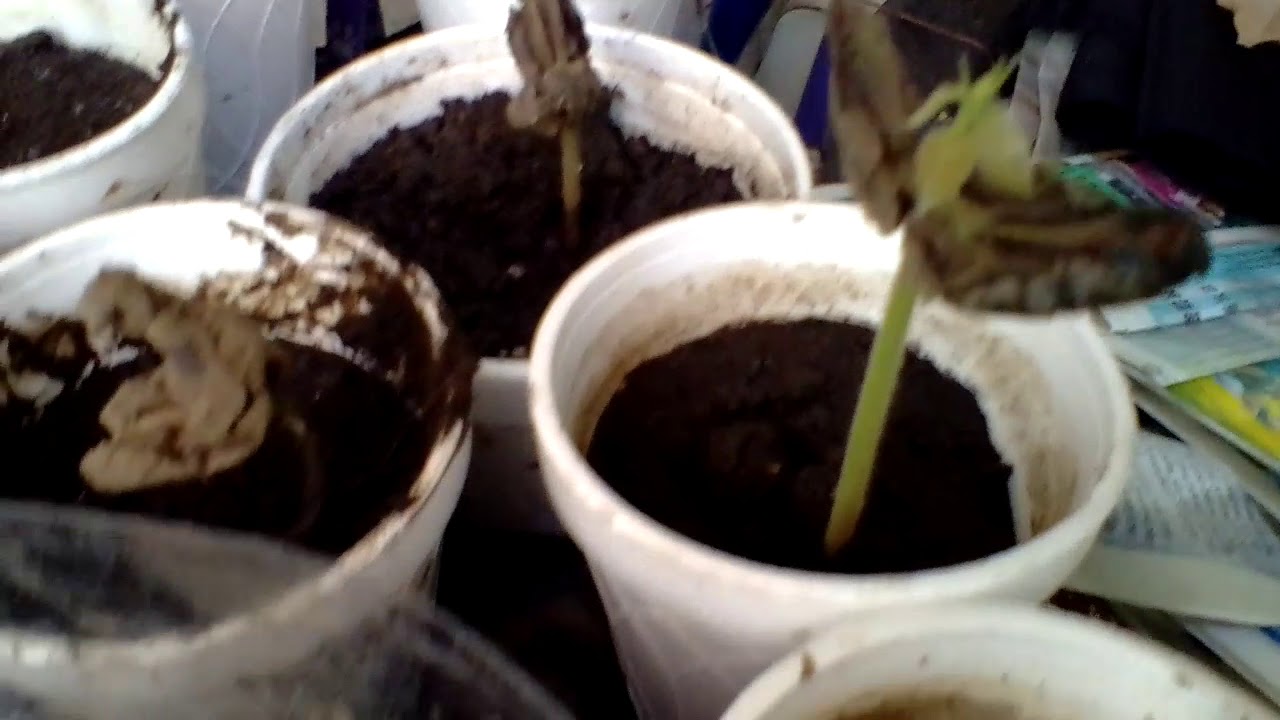 Germinaci n De Cacao Part 6 De Semilla A Plantita YouTube