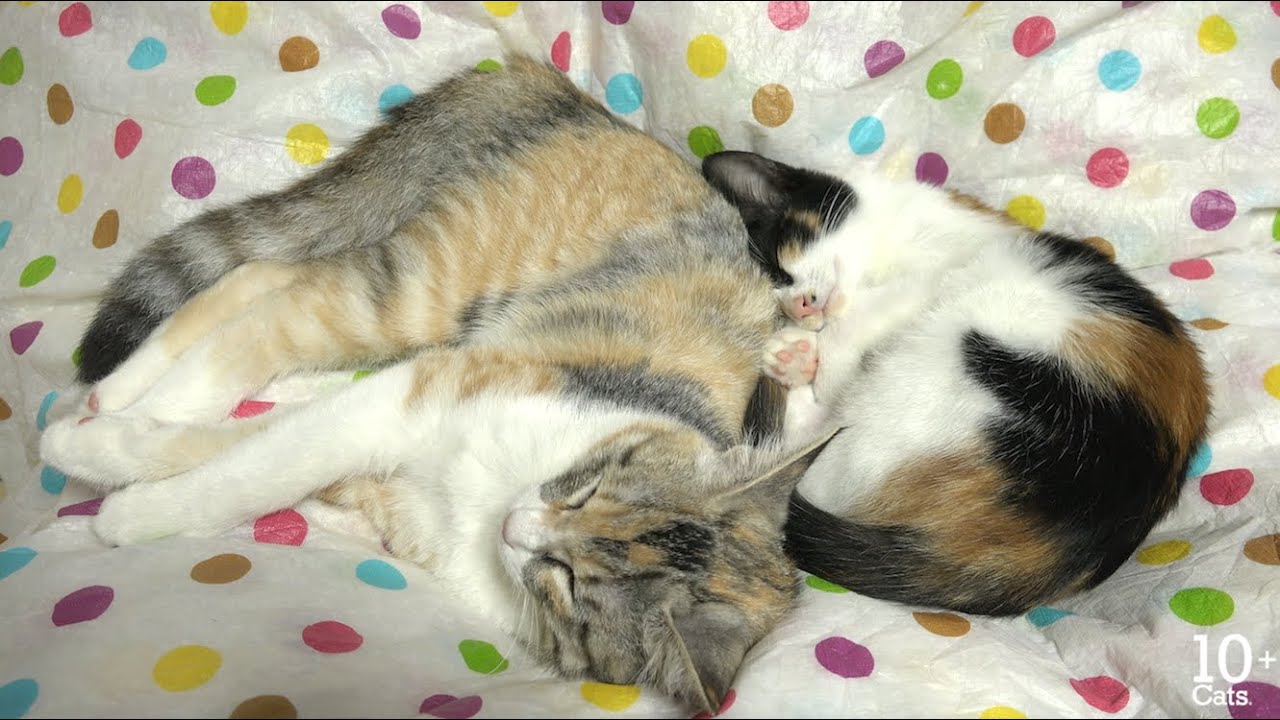 猫 かわいい イラスト Kittens Sleeping