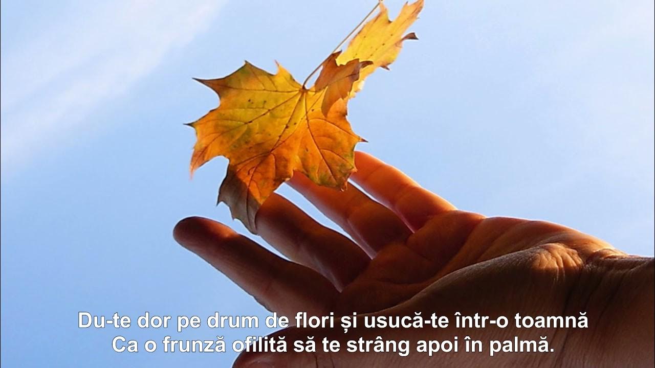 Падающие листья. Кленовый лист. Улыбка осени. Кленовый лист. Мы только листья.