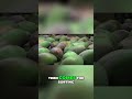 Tech Transforms Mango Farming Smart Harvest Amazing Taste