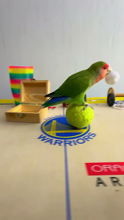 Bird Training : Smart lovebird Parrot | Smart Little Cute Parrot  #training #smartparrot #cute