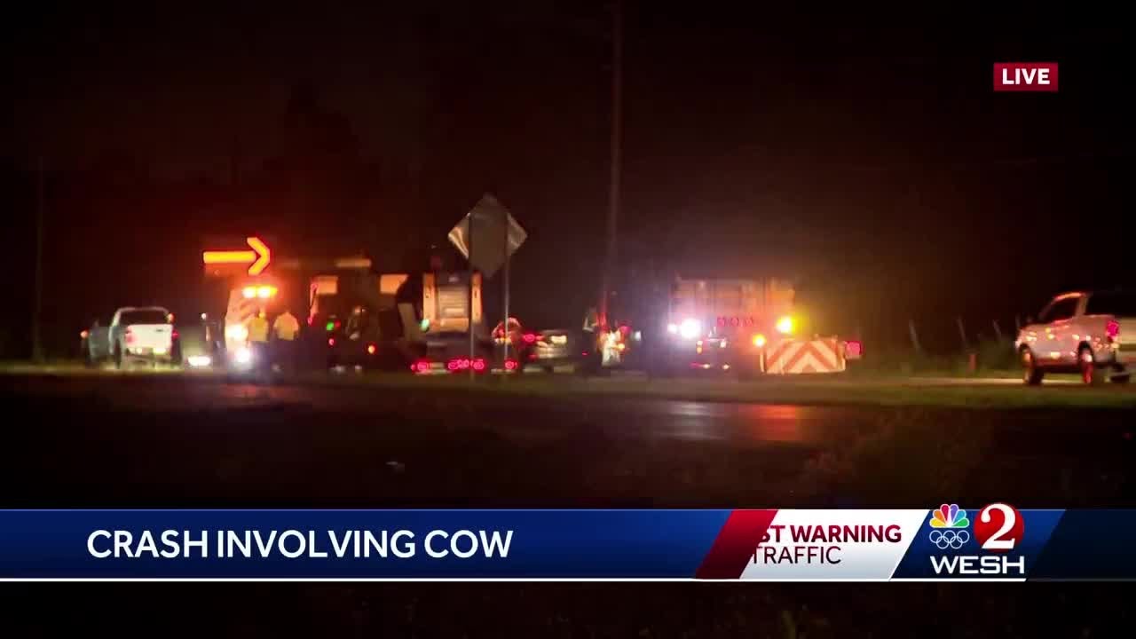 Cow causes car crash on Colonial Drive in Orlando near Bithlo