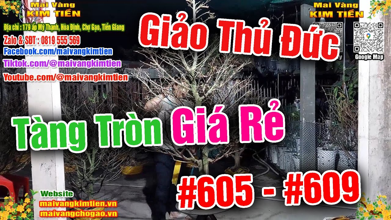 Cây Mai Giảo Thủ Đức Đẹp Tàng Tròn Mai Vàng Kim Tiền Chợ Gạo