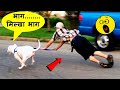 इन जानवरों ने तो सबके तोते उड़ा दिए | New Latest Hindi Funny Caught Series Memes Part -168 Best