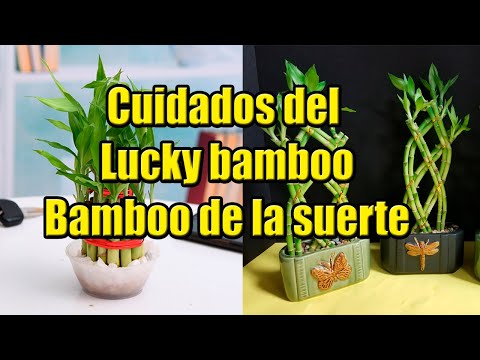 Cuidado y trasplante de Bamboo de la suerte (Lucky bamboo)
