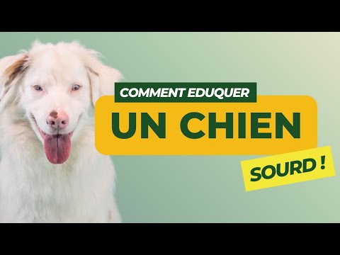 Vidéo: Astuces pour former votre chien sourd