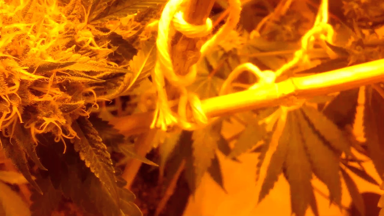 Growing Cannabis: Day 40 and killin' it. Jesus OG by TGA subcool seeds