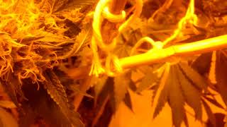 Growing Cannabis: Day 40 and killin' it. Jesus OG by TGA subcool seeds