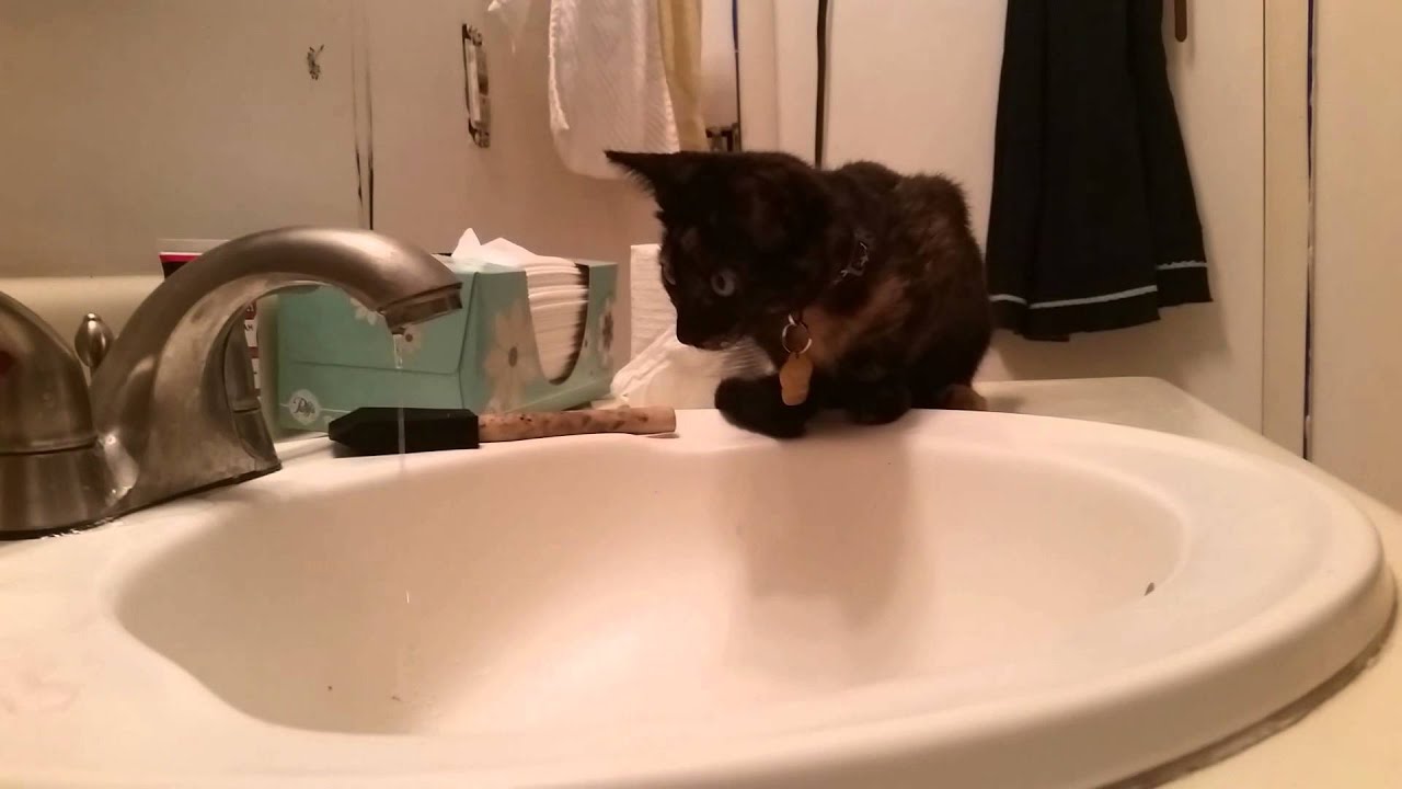 Easily amazed kitten