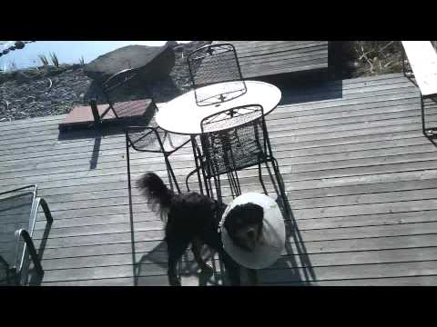 Berner Sennenhund mit