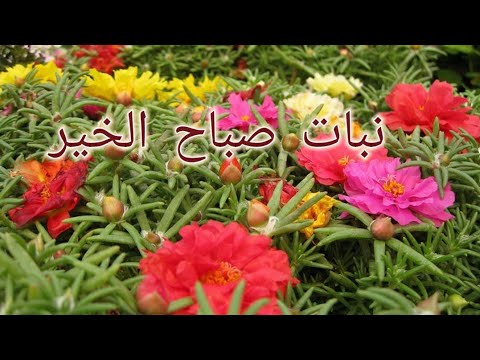 فيديو: معلومات عن زهور الباسك - رعاية زهرة الباسك في الحديقة