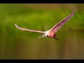 Sony a9 iii spoonbill flight movies with arthur morrisbirds as art