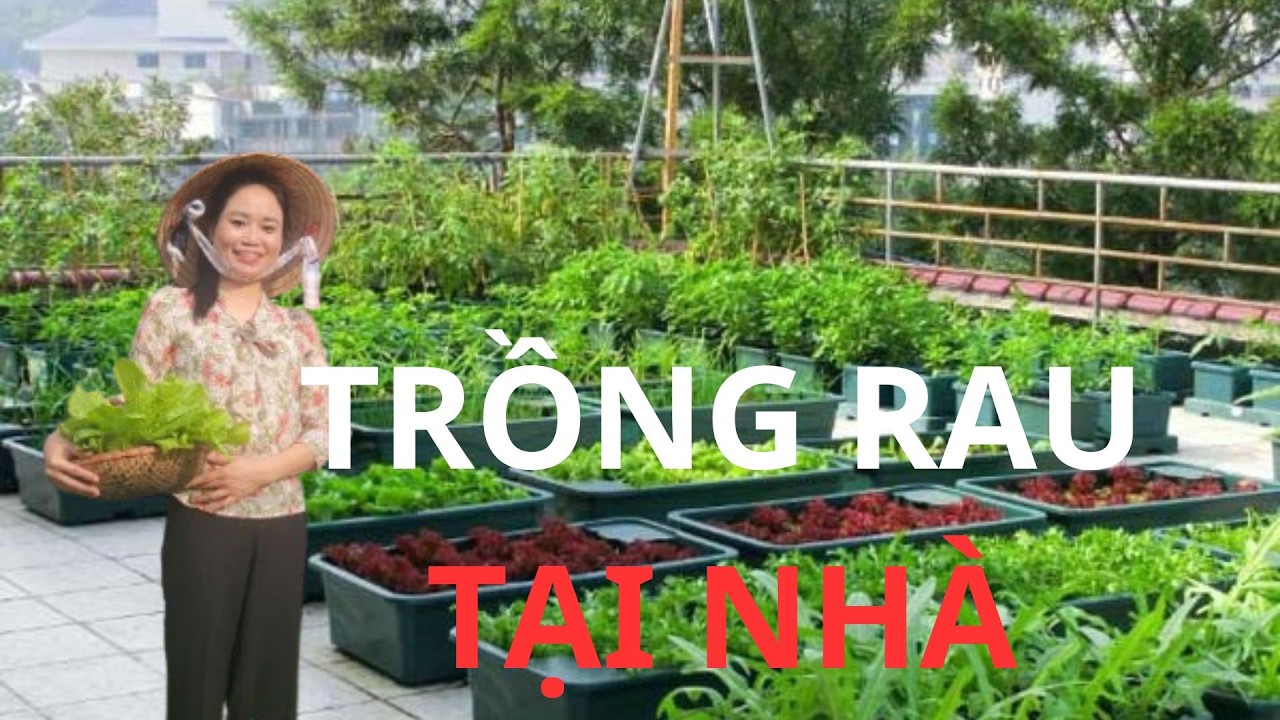 LE NGOC GARDEN | THU HOẠCH RAU CẢI NGỒNG