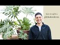 How to Split a Philodendron