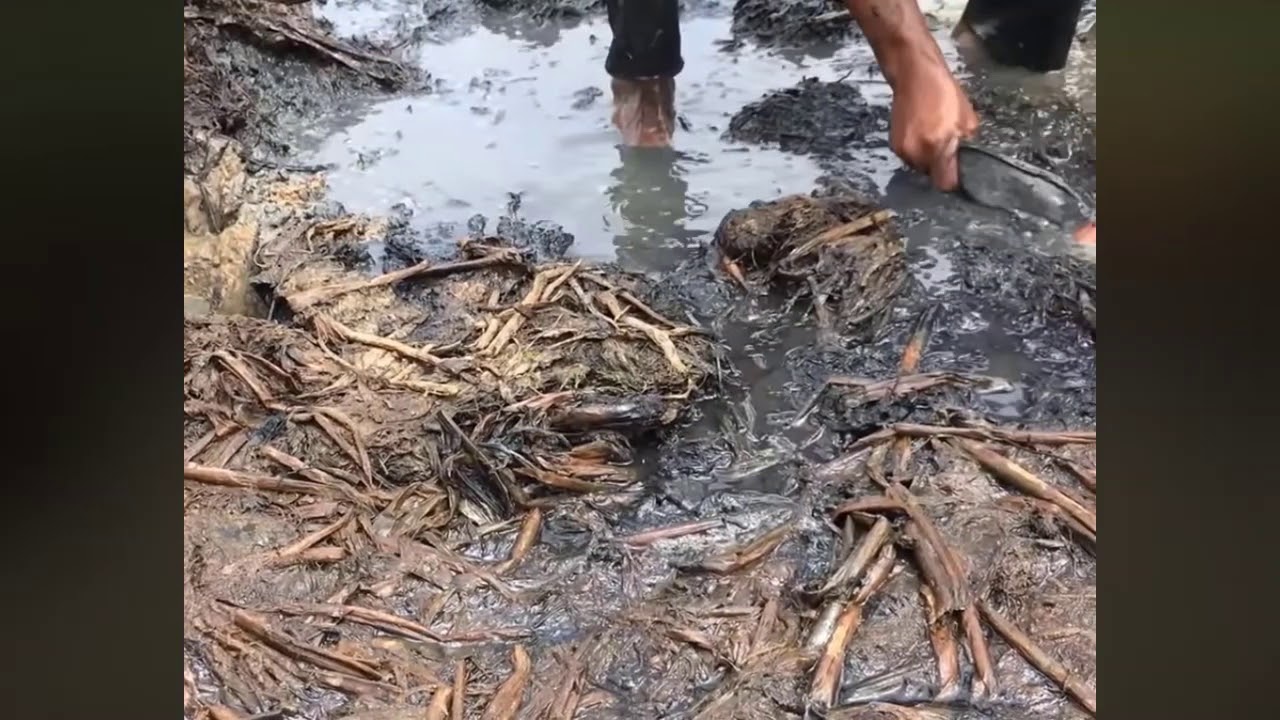 Bắt cá cạn mùa khô YouTube