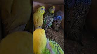 Crías de periquitos australianos. #budgies #periquitoaustraliano #birds #babytiktok #babybird