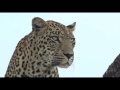 Feb 18, 2017- Mr. Q (AKA Quarantine- Male Leopard on Cheetah Plains
