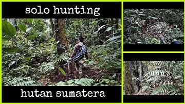 hunting monkey pests in the forests of Sumatra!! berburu hama beruk