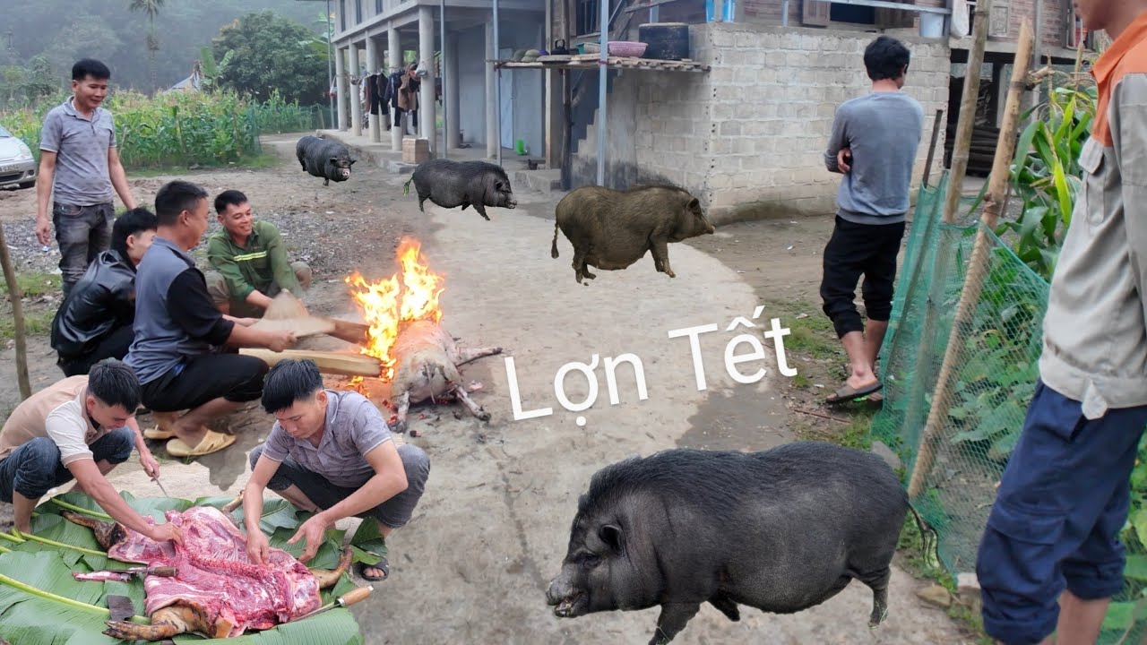 Người Mường ăn tết thịt nguyên con lợn bản Mời cả xóm