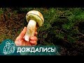 🍄 Какие собираем грибы в сосновом лесу в октябре после длительной засухи