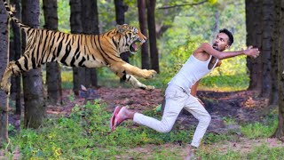 tiger attack man in the forest | tiger attack in jungle royal bengal tiger attack by Crazy Life Entertainment 22,977 views 4 months ago 3 minutes, 21 seconds