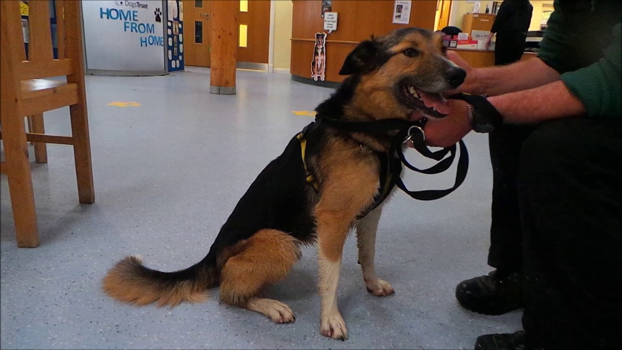 Dogs Trust Shrewsbury Bruce YouTube