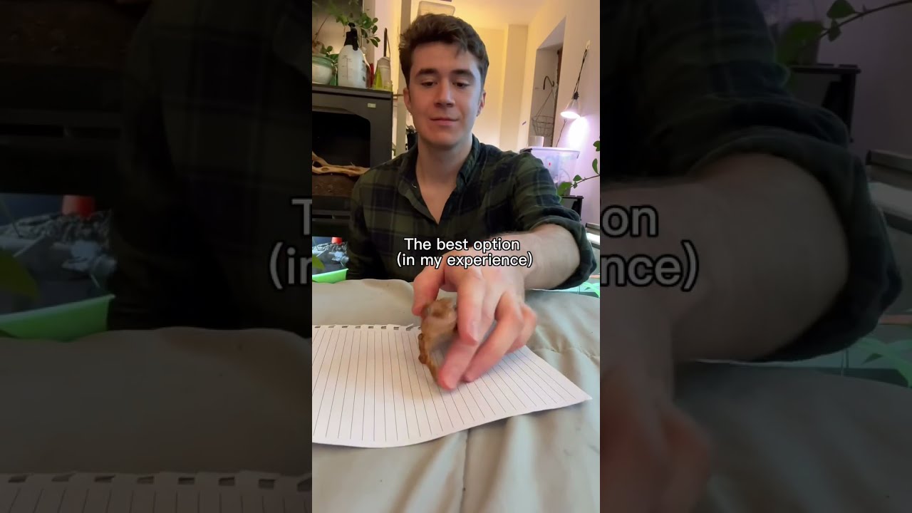 The Best Beginner Pet Lizard