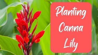 Easy Steps To Grow Canna Lilies In Your Garden