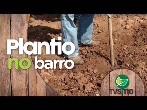 Vídeo: O Que Cultivar Em Argila úmida?