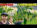 Grow The BEST Peppers In Containers In 5 Easy Steps