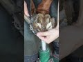 馬の靴屋さん
