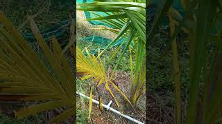How to prune coconut plant