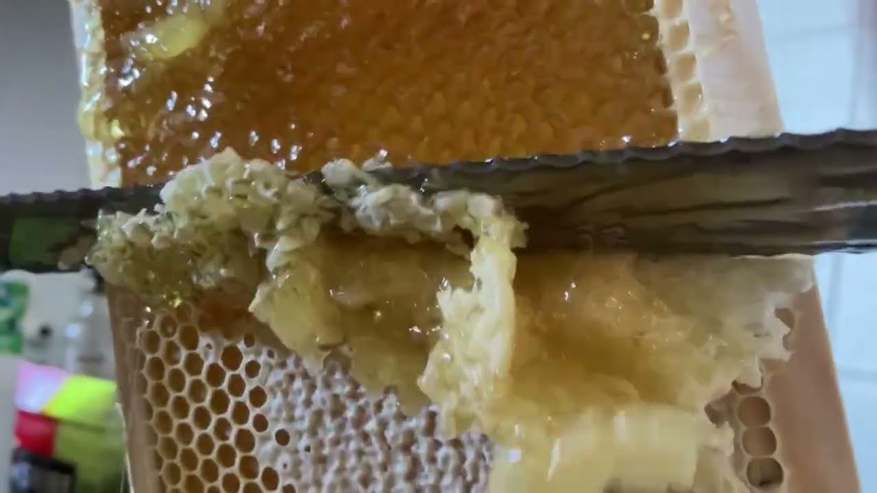 MOST AMAZING HONEYCOMB UNCAPPING/Oddly Satisfying ASMR