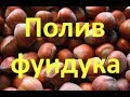 О поливе фундука!  About watering hazelnuts