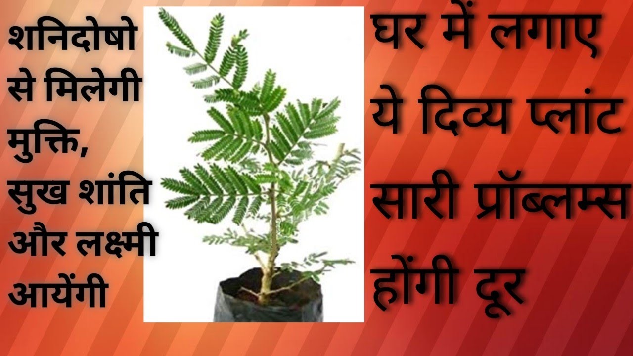 Shami poudha lagane se apki sari problems khatm,Shami plant ke fayde