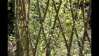 Entretenir une haie d’osier vivant