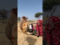 لحظة مثيرة في الصحراء بين الفتاة والناقة