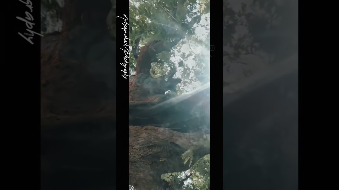 Cinematic Reel