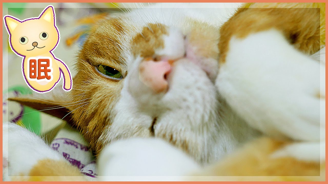 猫カフェ 横浜 甘えん坊 茶トラ猫「マック」〜寝ぼけ覚ましに、お尻トントンしてみる? - Cute Cat Mac get up very sleepy, demands something. 2016 06 25