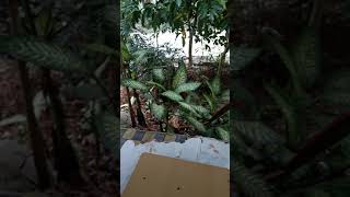 Download Lagu Pinta Dan Doa Cover MP3