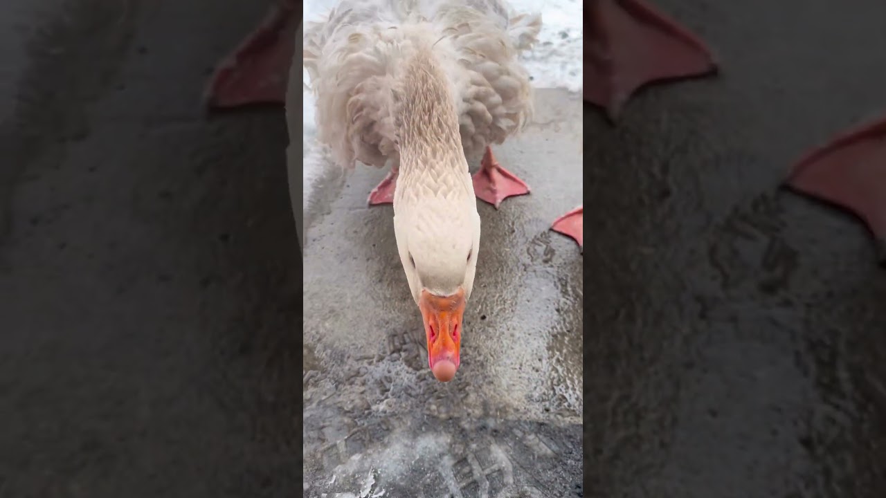 Тук-тук 🤣 Ни минуты скуки! 