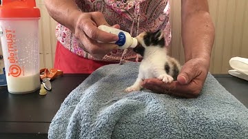 Bottle Feeding Kittens - A Tutorial!