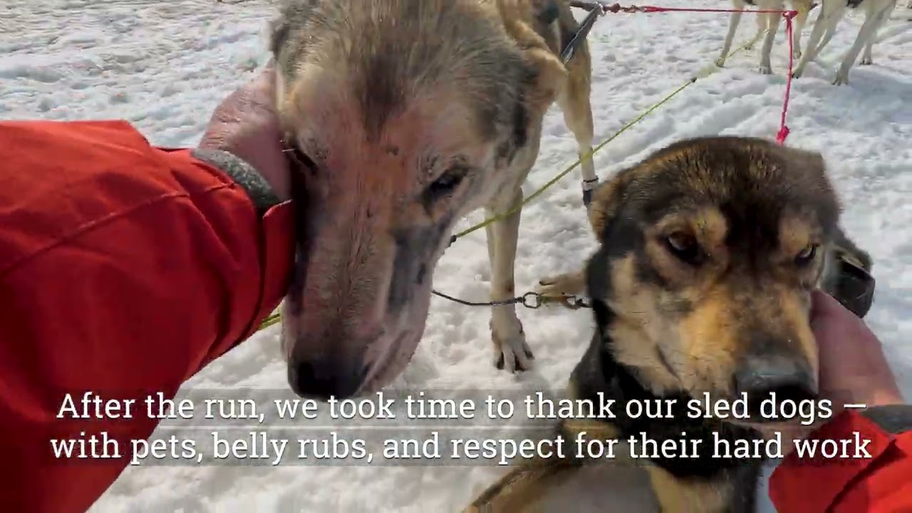 Helicopter Dogsledding on a Glacier in Alaska! | Knik Glacier Adventure