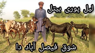 pour Lil Puri  beetal Most & beautiful Goat in Punjab Faisalabad Pakistanbakrmandibeetalgoatsgoat